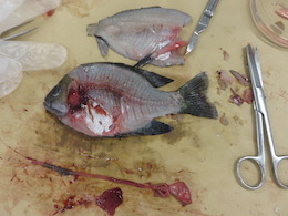 魚の解剖