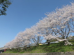 桜