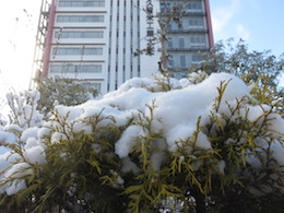 雪