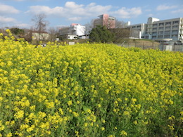菜の花