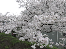 桜