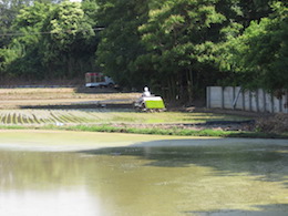 田植え