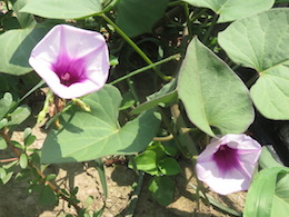 甘藷の花